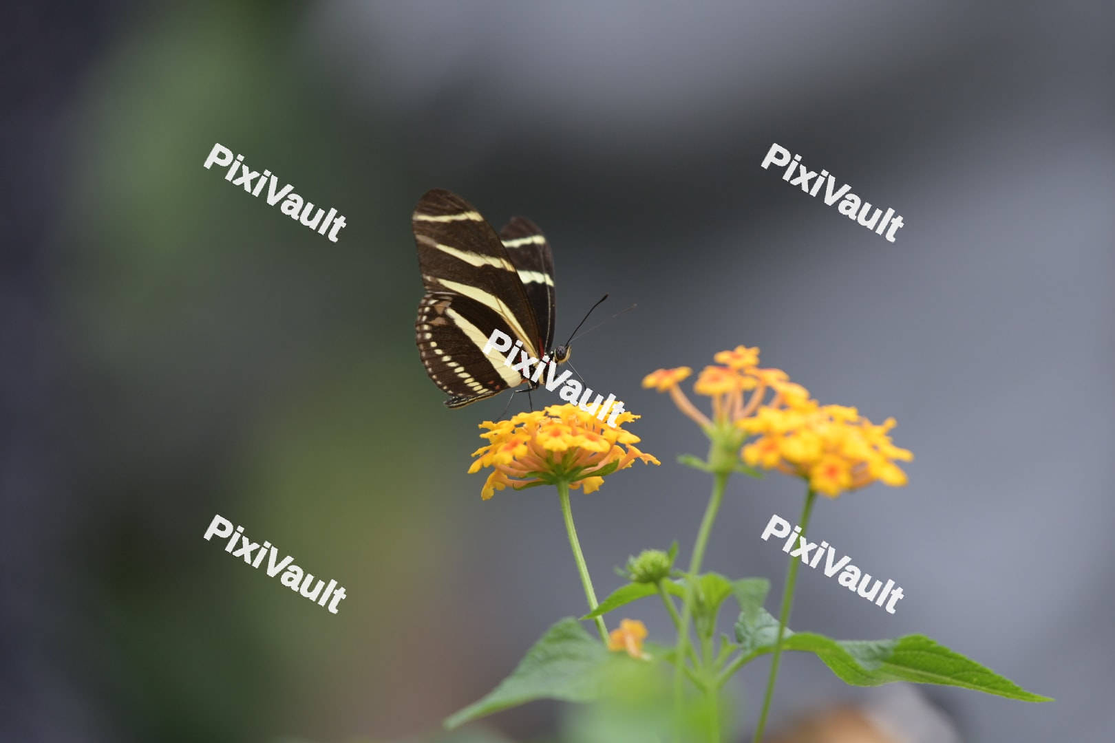 Zebra Longwing Butterfly
